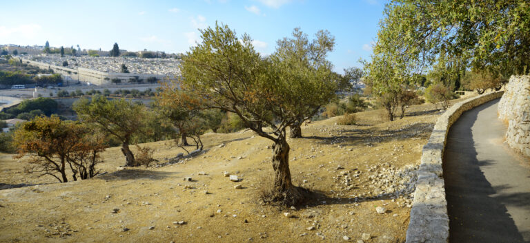 árvore de oliveira nos arredores de Jerusalém.